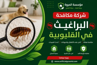 شركة مكافحة البراغيث في القليوبية 01033160250
