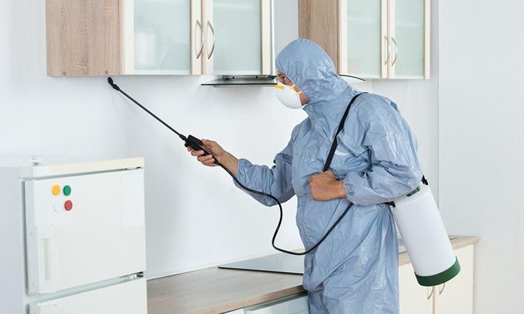 شركة مكافحة الفئران في أسوان