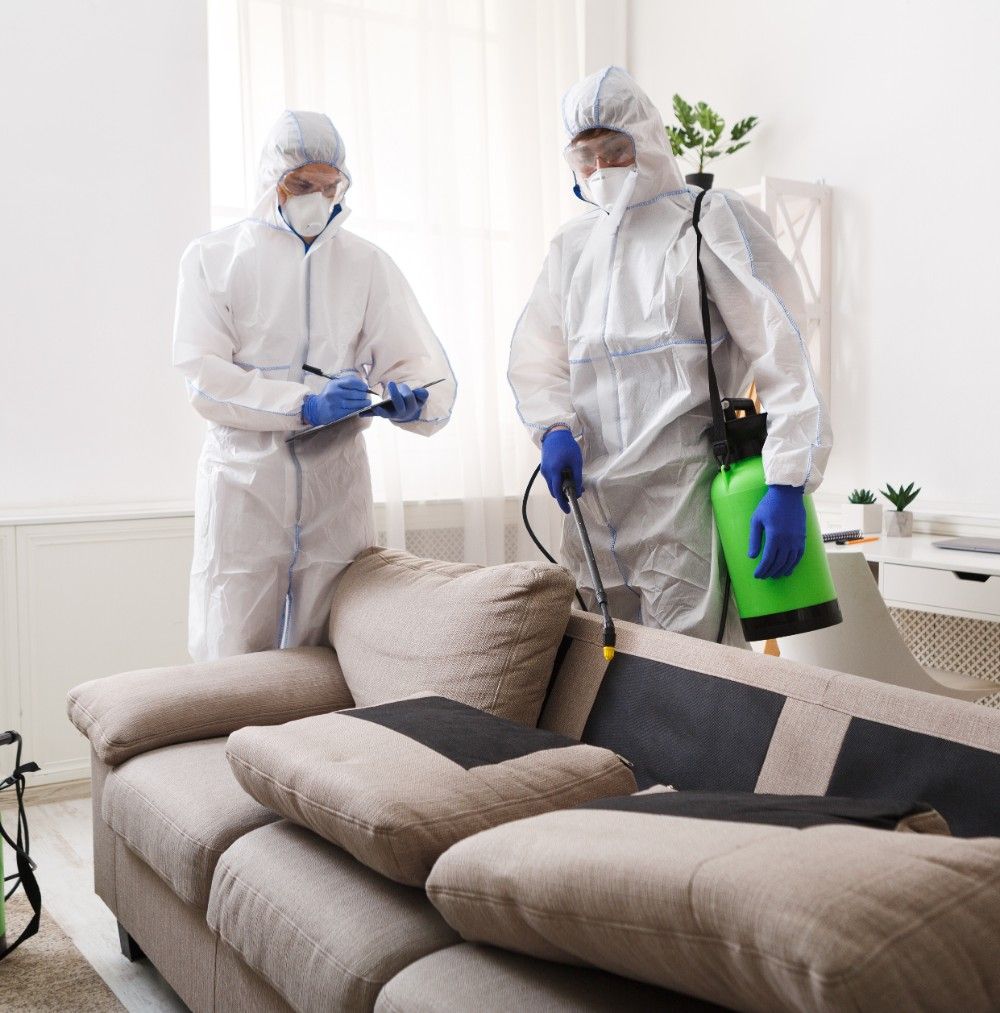 الشركة الالمانيه لمكافحة الحشرات في اسوان