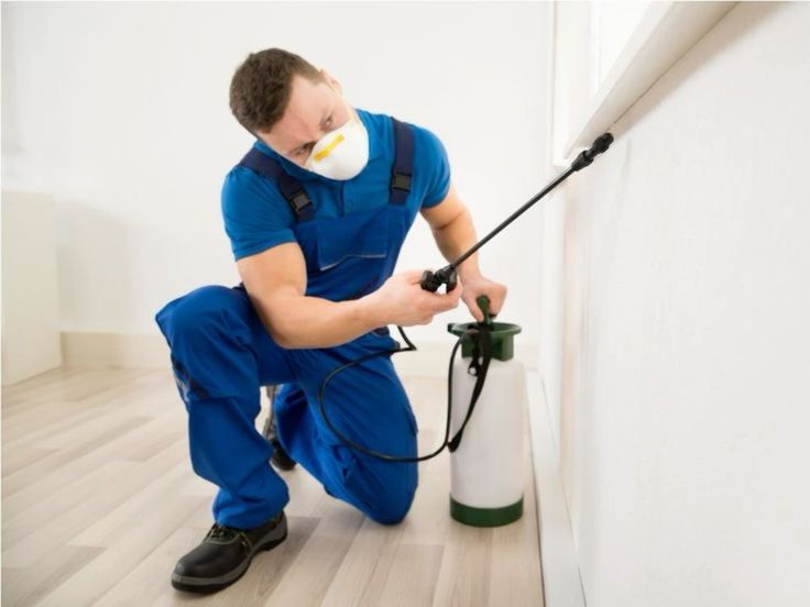 الشركة الألمانية لمكافحة الحشرات في سوهاج