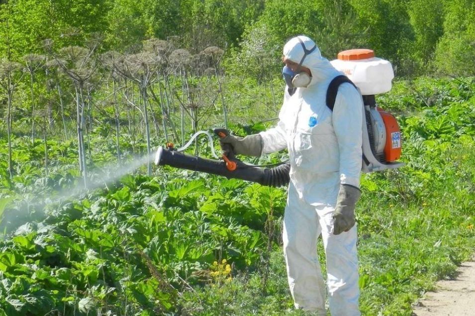 الشركة الألمانية لمكافحة الحشرات في سوهاج