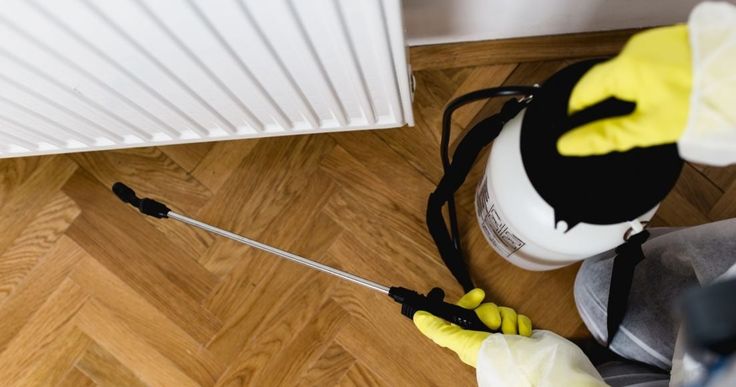 شركة ابادة حشرات في مكرم عبيد 