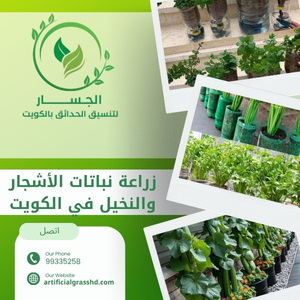 زراعة نباتات الأشجار والنخيل في الكويت 99335258