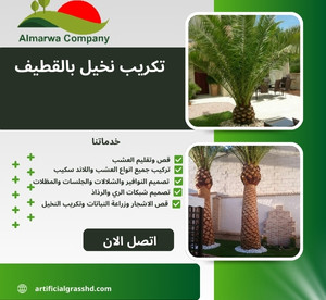 تكريب نخيل بالقطيف