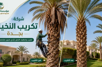 شركة تكريب النخيل بجدة