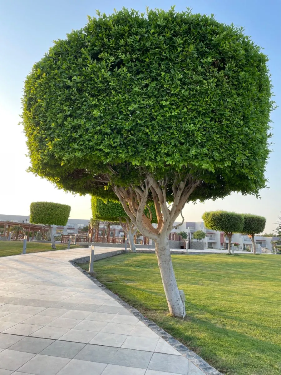 شركة قص أشجار بالدمام